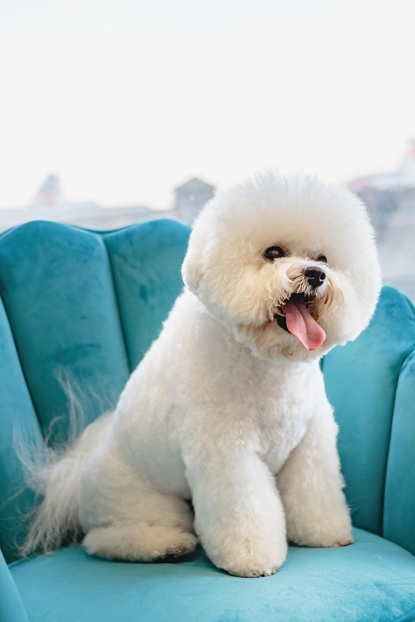 Toelettatura di un cane