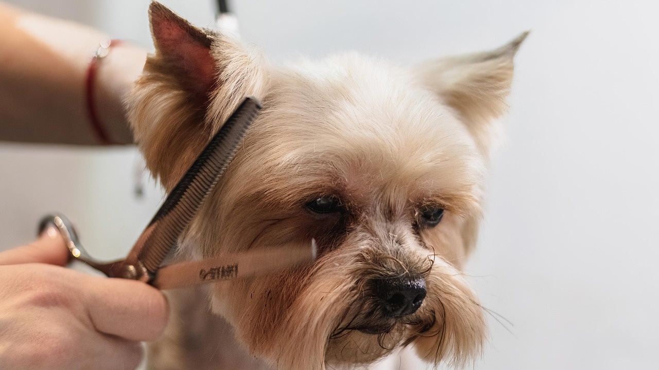 Dettaglio della cura del pelo
